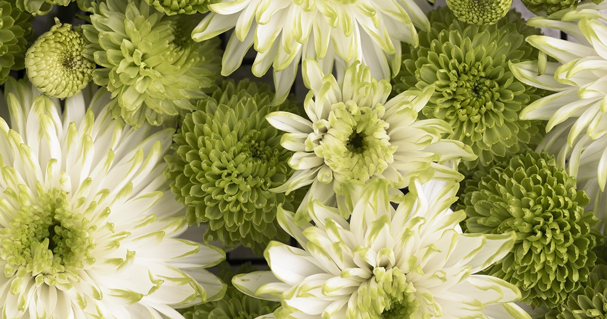 A gyümölcsfák ültetésének hónapja